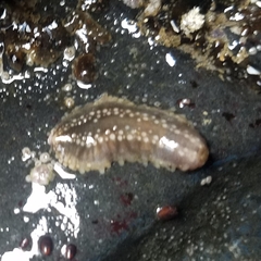 Cucumaria pseudocurata