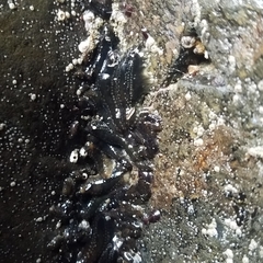 Cucumaria pseudocurata