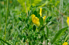 Chamaecytisus supinus