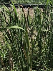 Typha × glauca