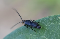 Tytthonyx erythrocephala