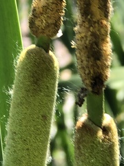 Typha × glauca