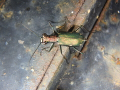 Cylindera germanica
