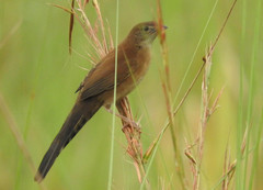 Catriscus brevirostris