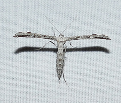 Hellinsia inquinatus