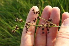 Juncus atratus