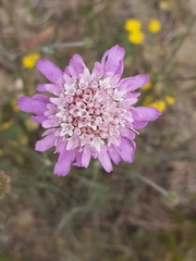Scabiosa triandra