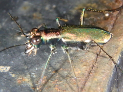 Cylindera germanica