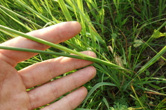 Juncus atratus