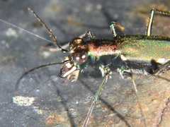 Cylindera germanica