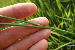 Juncus atratus