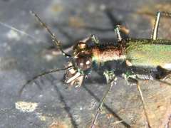 Cylindera germanica
