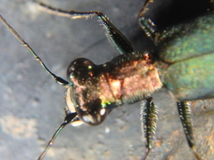 Cylindera germanica