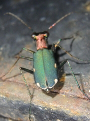Cylindera germanica