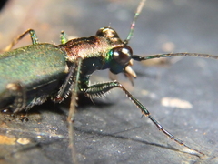 Cylindera germanica