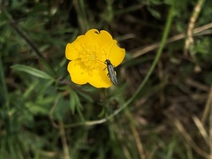 Oedemera flavipes