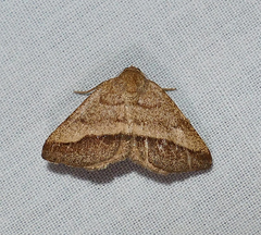 Macaria varadaria