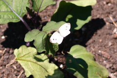 Pieris rapae
