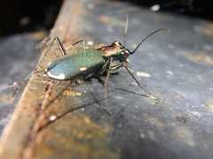 Cylindera germanica
