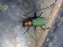 Cylindera germanica
