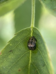 Adalia bipunctata