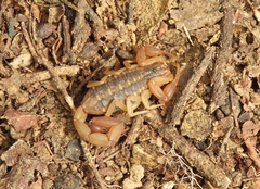 Centruroides baldazoi