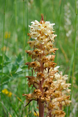 Orobanche amethystea