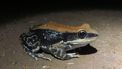 Hydrophylax bahuvistara