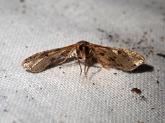 Collinsa commanotata