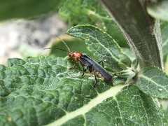 Cantharis livida