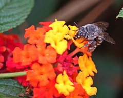 Anthophora marginata