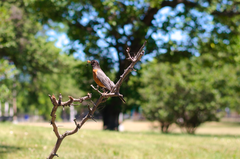 Turdus migratorius
