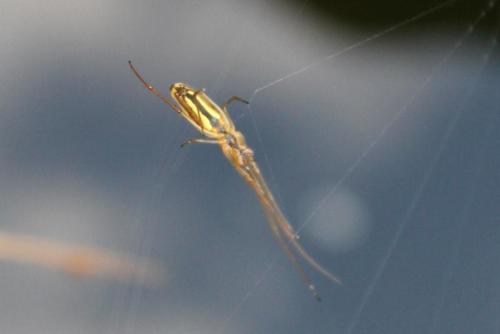 Common Stretch Spider, 6681 Bemmel, Nederland, photo 8 of 10