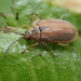 Brown Willow Beetle - Photo (c) Marleen Schouten, some rights reserved (CC BY-NC), uploaded by Marleen Schouten