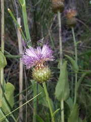 Klasea flavescens mucronata