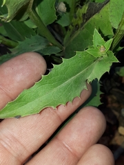 Klasea flavescens mucronata