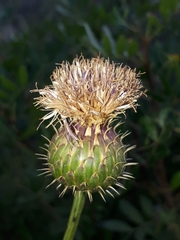 Klasea flavescens mucronata