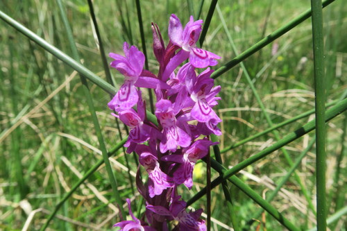 Sudetenhandwortel (Dactylorhiza sudetica)