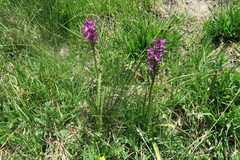 Dactylorhiza sudetica