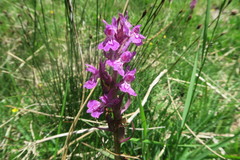 Dactylorhiza sudetica