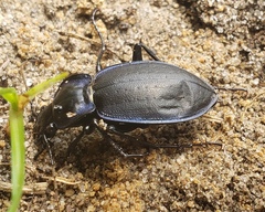 Carabus sylvosus