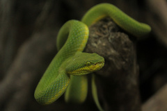 Craspedocephalus gramineus