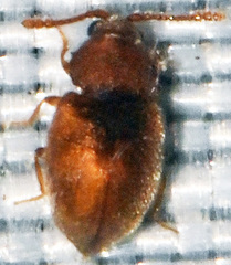 Clambidae