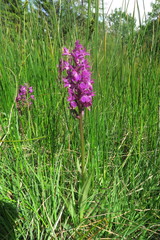 Dactylorhiza sudetica
