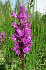 Dactylorhiza sudetica