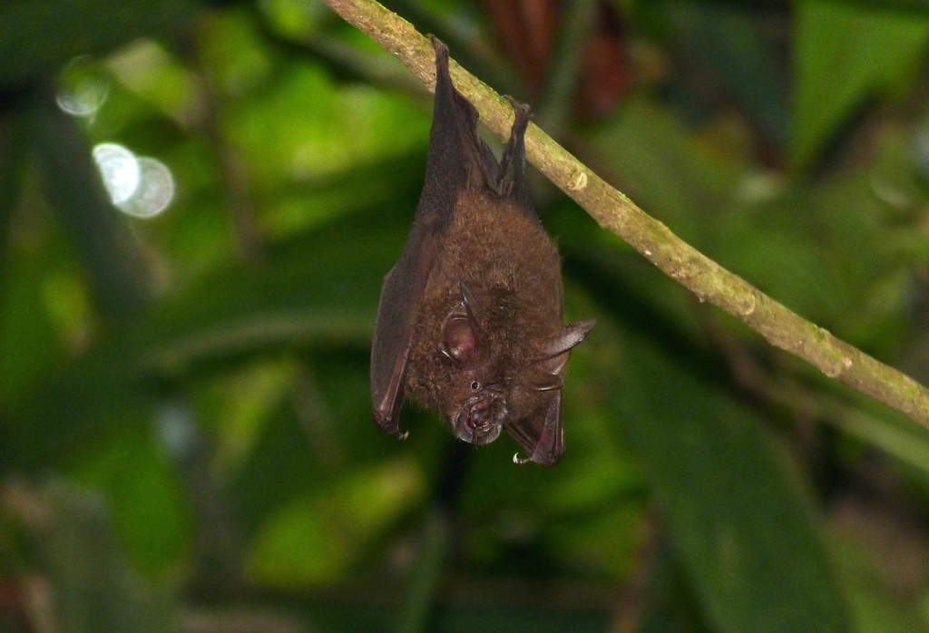 Francis's Woolly Horseshoe Bat