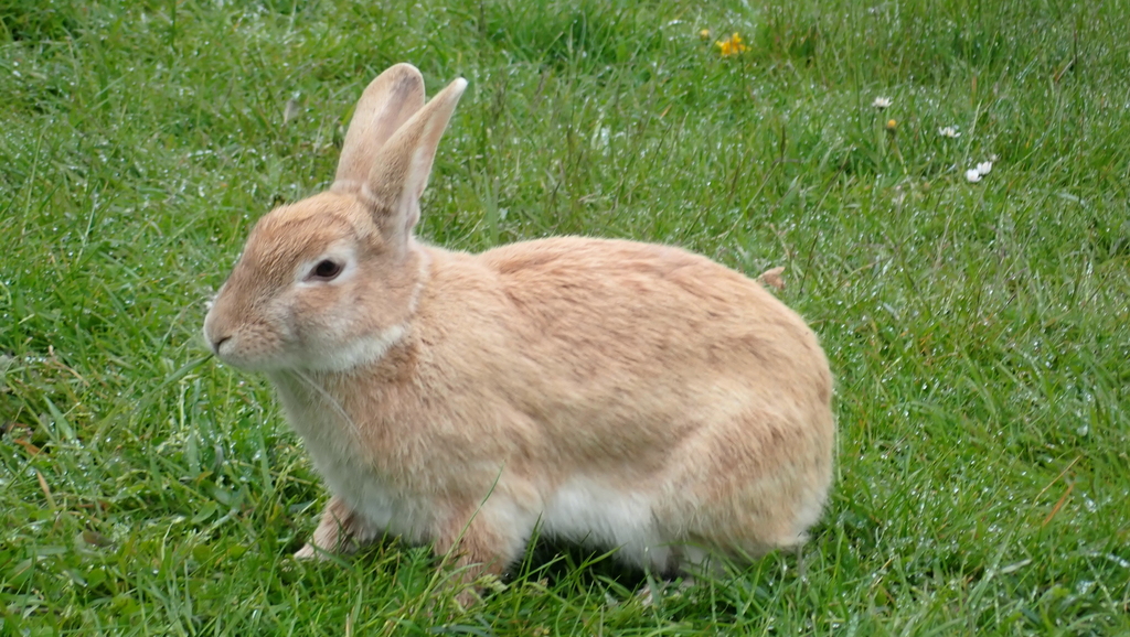 Domestic Rabbit from Zijpe, Pettemerweg 4, 1755 KK Petten, Nederland on ...