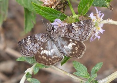 Chiomara asychis autander