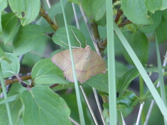 Rhodostrophia calabra