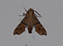 Callionima grisescens